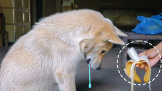 Super obedient Chinese rural dogs