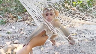 Princes Maya Very Small Difficult To Sleep In Hammock Because It Has Many Hole - Maya Stuck In Hole