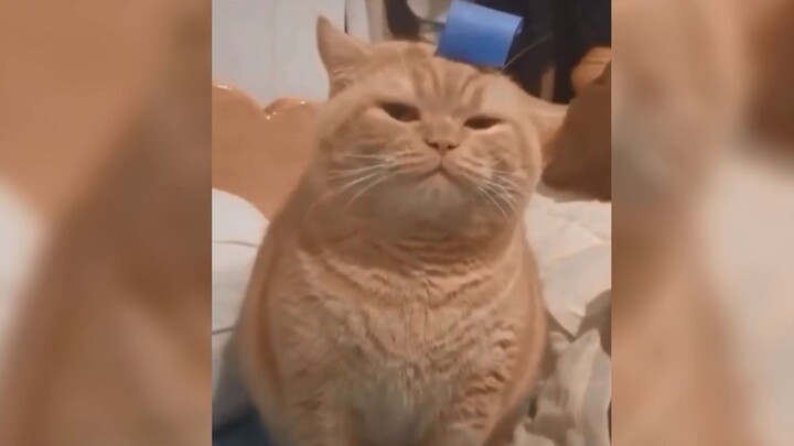 “Kucing-kucing lucu menggemaskan—tingkahnya aneh-aneh”