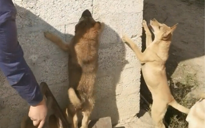 Chuột Chuột: Tạm biệt mẹ, đêm nay con sẽ lên đường!