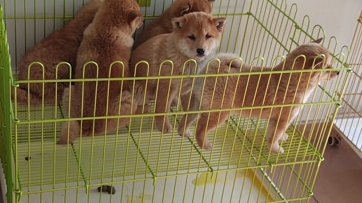 Ada anggota keluarga baru