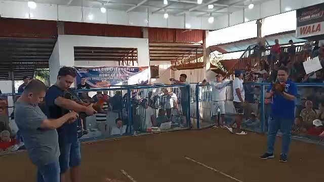 CVCC 7 stag elims 2024 2nd fyt    Lemon sweater (win)