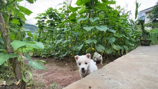 Dibuang karena anjing ini tidak bertingkah seperti anjing Husky