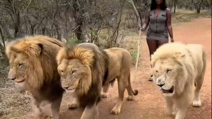 รั้วลวดหนามบางขนาดนี้จะกั้นสิงโตได้จริงเหรอ? #สิงโต #โลกสัตว์ #สาระสัตว์