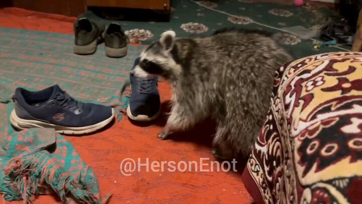 Evening workout from Raccoon from Kherson/来自赫尔松的浣熊的夜间锻炼