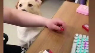 Dog 🐕 attitude Unexpected 🤣 Hindi
