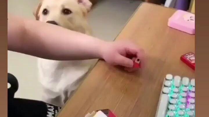 Dog 🐕 attitude Unexpected 🤣 Hindi