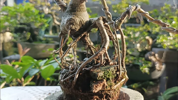 SENI BONSAI DARI BAHAN MURAHAN