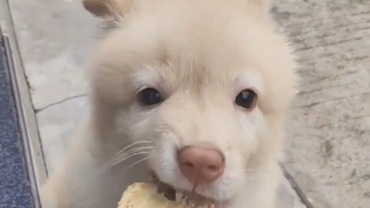 Puppy: Humans are beneficial insects