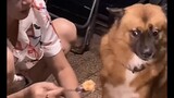 Funny Videos of Animals: "I Can't Eat Any More"