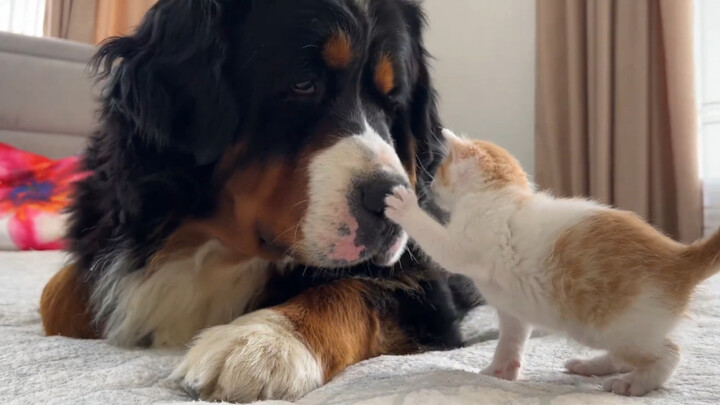 The cute little Bo has already gotten used to being accompanied by the kitten worm～