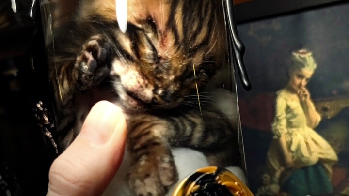 Nó chỉ mãi chìm vào giấc ngủ ngàn thu. Chú mèo Maine Coon – vật nuôi của một người bạn đã qua đời độ