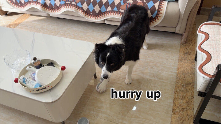 Puppy: Please speak Chinese.