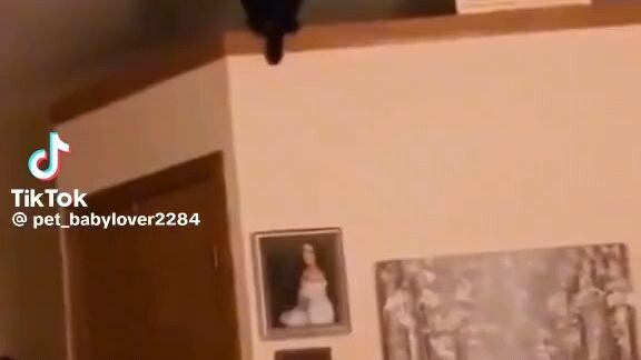 funny cats