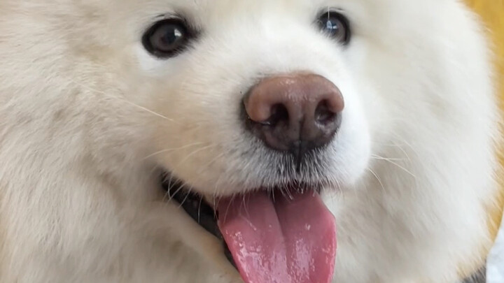 Tặng bạn một cái đầu chó lớn dễ thương