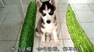 主人骗哈士奇吃苦瓜，自己吃黄瓜，网友:这狗是捡的吧？
