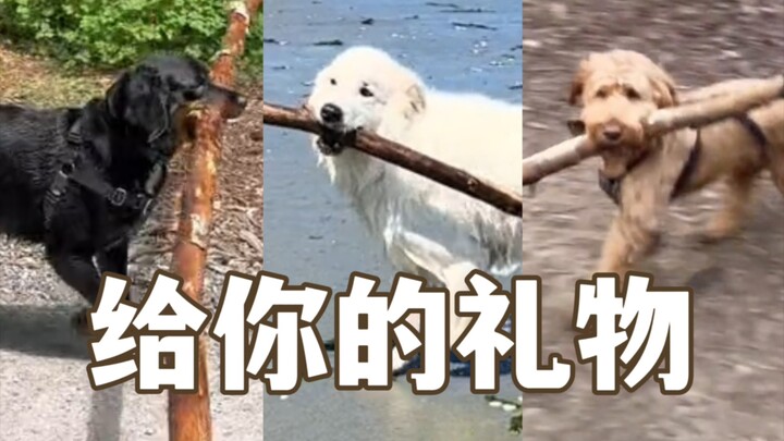 Anak anjing membawakanmu ranting pertama yang menyapu bahunya