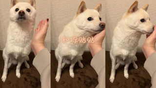 会主动贴贴的乖修狗！