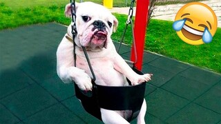 Funny Animals Video - Best Bulldogs compilation🐶2022! #6