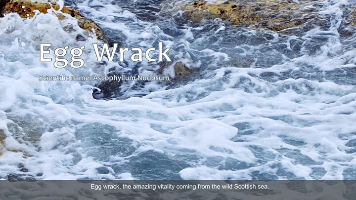 Egg Wrack (ENG)_TSOC