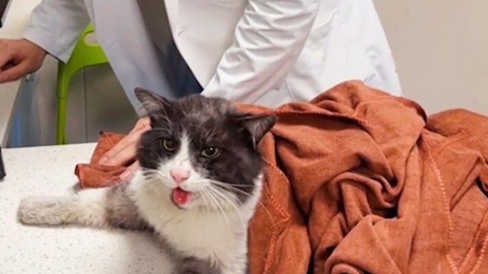 About me saving a cat on the roadside in the middle of the night