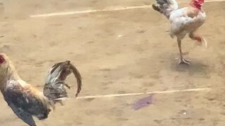 Ganda ng laban 🐓