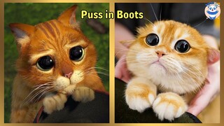 Puss In Boots: The Last Wish Characters In Real Life