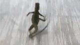 [Pets] Confused Lizard