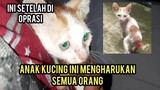 Alhamdulillah Anak Kucing Ini Sudah Sembuh Setelah Di Operasi Kini Nasibnya Langsung Berubah..!