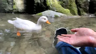 Playing in the Brook with the Call Duck