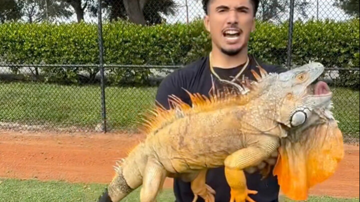 Saat kamu tiba-tiba melihat kadal hijau liar yang selama ini ada di pikiranmu di alam bebas! Hati-ha