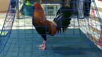 226 preparing for battle.