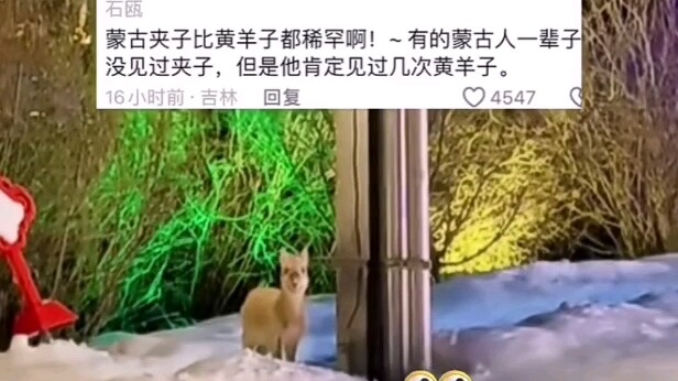 Seorang gadis dari Mongolia Dalam bertemu dengan anak kijang kuning yang merupakan satwa dilindungi 