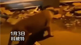 The mother's power is truly impressive—looks like even a lion would have to behave if it ran into a 