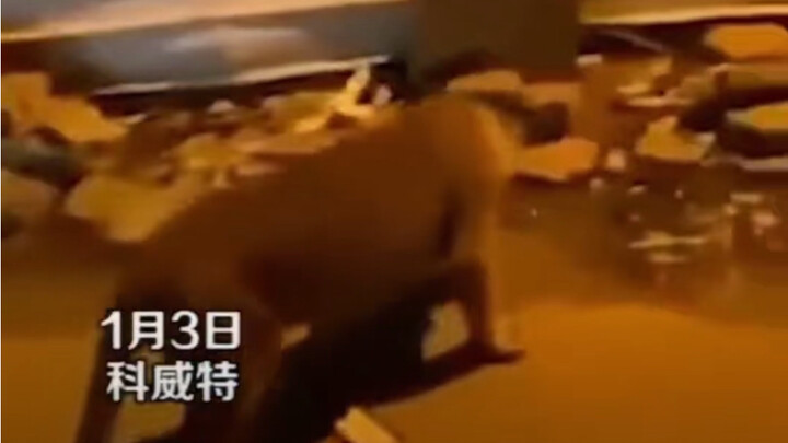 قوة الأم مذهلة، يبدو أن الأسد نفسه سيصبح مطيعًا إذا واجه أنثى النمر.