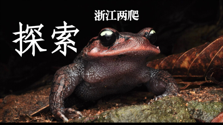 Exploring Zhejiang’s alpine wildlife: we stumbled upon a bearded toad and encountered swarms of high