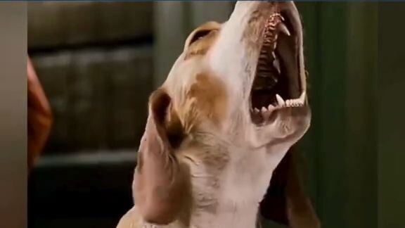 Underdog (2007)