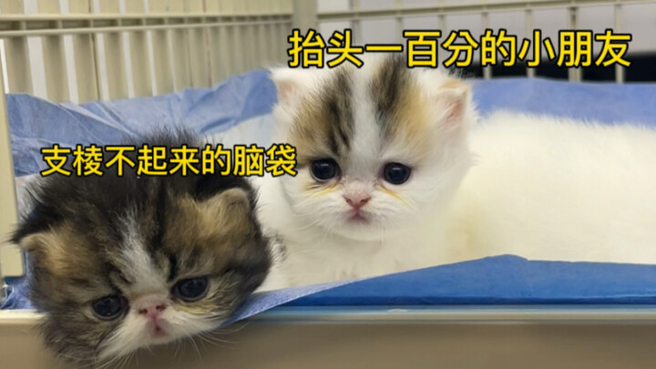 Những bạn nhỏ đầu to học cái gì có vẻ hơi chậm một chút đấy!