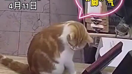 Cat: What’s wrong? Can’t I just buy a lottery ticket?!