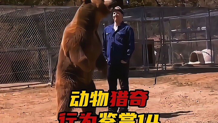 Animal Curiosity Behavior Appreciation | Episode 14