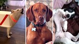 Daily Dose of Doggo Videos 😂 (Funniest Dogs) 🐶