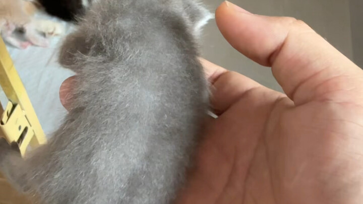 Bagaimana seekor kucing bisa sejelek itu?