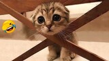 Video Kucing Lucu Banget Bikin Ngakak #68 | Kucing dan Anjing | Kucing Lucu Imut