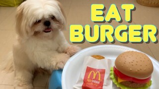 Shih Tzu Dog Reacts to Fake Burger | Cute & Funny Dog Video