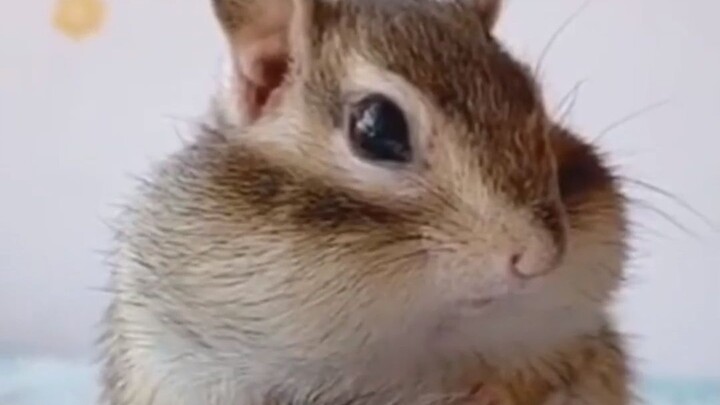 Cô gái tốt bụng cho một chú sóc chuột nhỏ dễ thương ăn, nào ngờ nó lập tức tìm đến cô để xin được nh