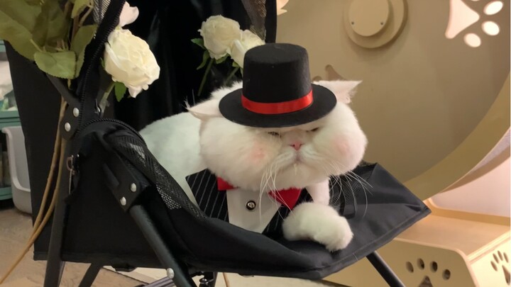 Recently... I might be getting married soon. Everyone, take a look—do you think Qiuqiu could deliver