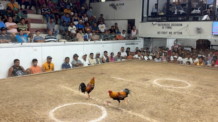 2 stag derby first fight vs Magno Lim = W