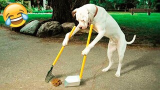 Funniest Animals Video - Best Cats😹 and Dogs🐶 Videos 2021 Compilation!