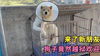 เพื่อนสุนัขคนใหม่มาที่บ้าน สุนัขไม่สงบตั้งแต่แรกเห็น แต่เขาออกมาต้อนรับหลังจากออกจากคุก