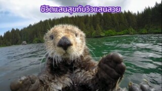 ชีวิตสุดสบายของเหล่านาก🦦